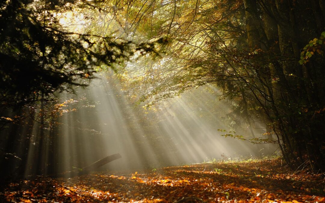 Certificación y gestión forestal, servicios ecosistémicos y cadena de custodia bajo los estándares FSC® y PEFC